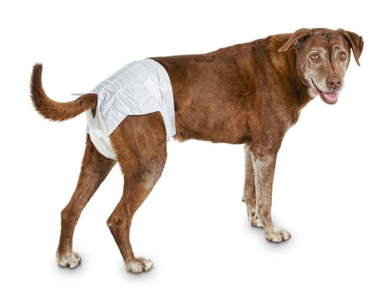 Female dog diapers (s)