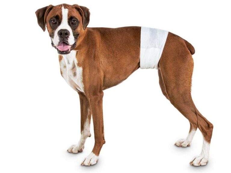 Male dog diapers （S）
